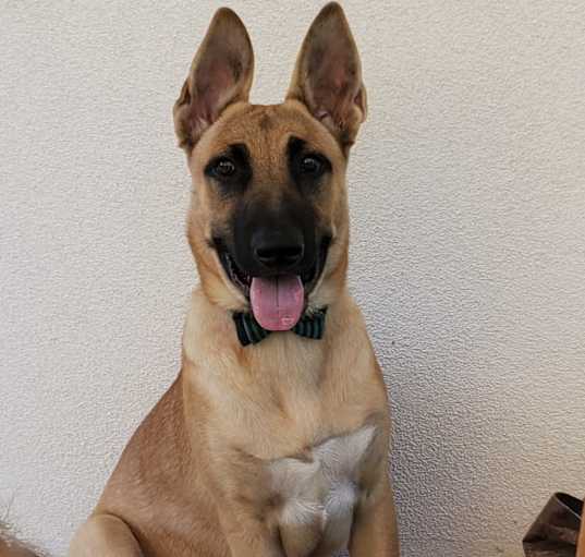 Photo of Jax
