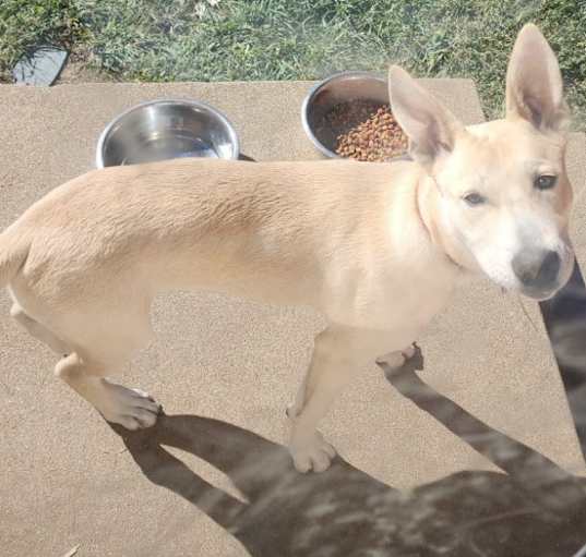 Photo of Skye 