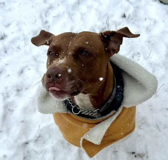 Photo of Missy