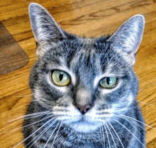 Photo of Meredith Grey