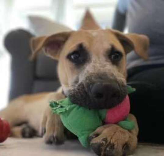 Photo of BUDDY