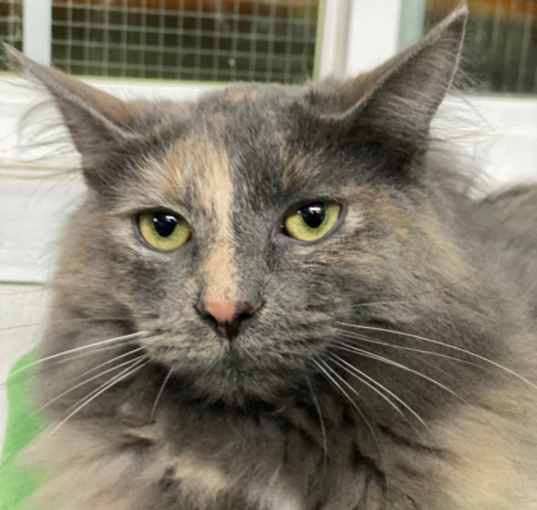 Photo of Stella