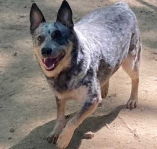 Photo of Cattle Dog (aka "Cattle D")