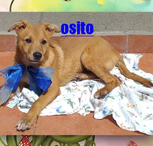 Photo of Oso