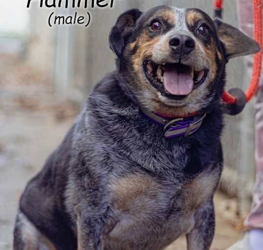 Photo of Hammer