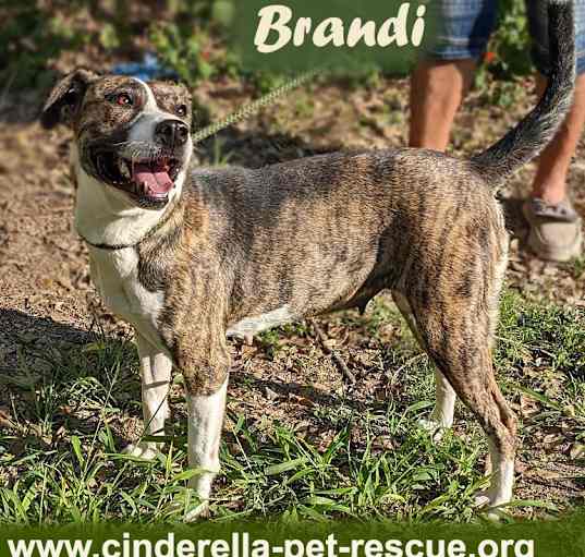 Photo of Brandi