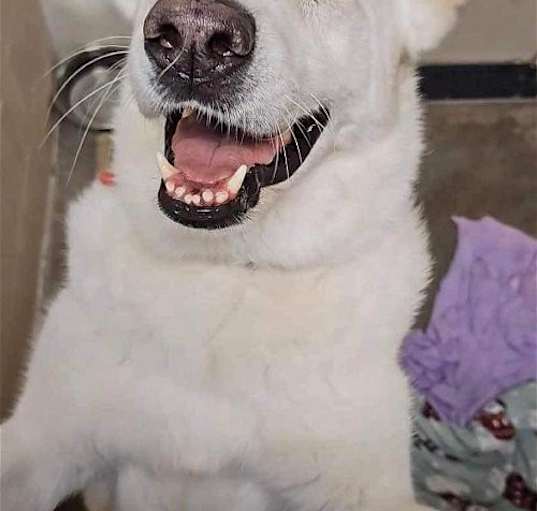 Photo of Toby GSD