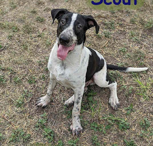 Photo of Scout