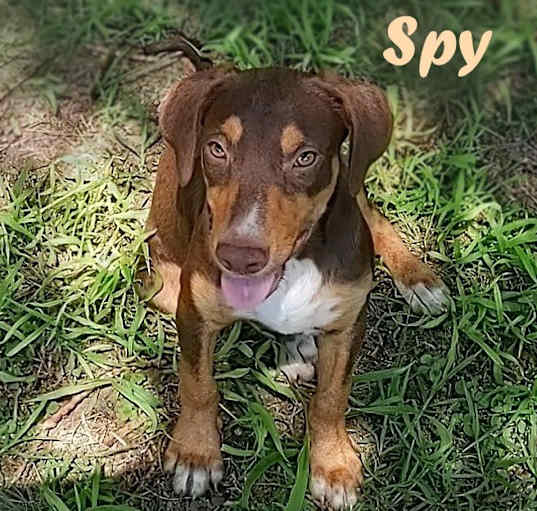 Photo of Spy