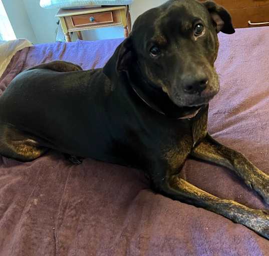 Photo of Archie
