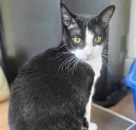 Photo of Olive