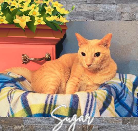 Photo of Sugar (w/Spice)