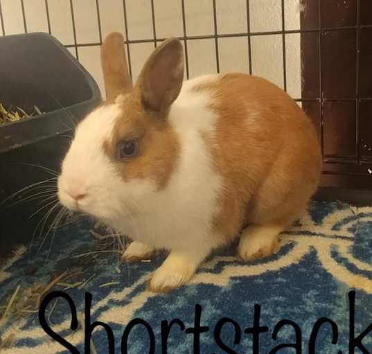 Photo of Shortstack