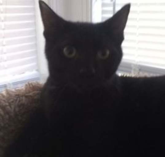 Photo of Alvin