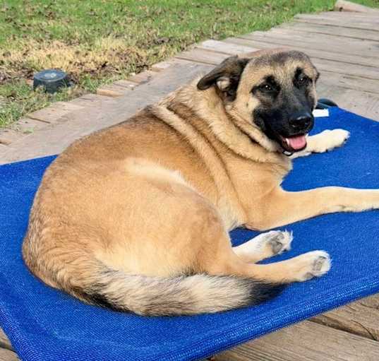 Photo of Rascal