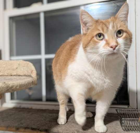 Photo of Callie