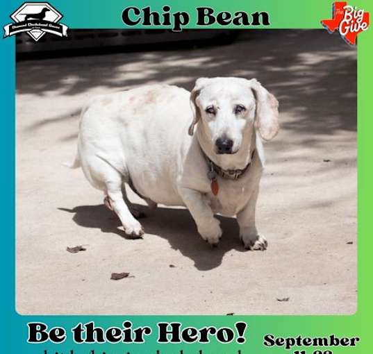 Photo of Chip Bean +