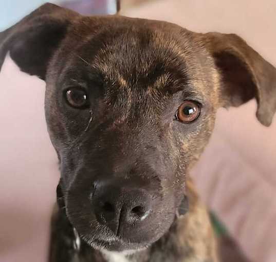 Photo of Cinnamon