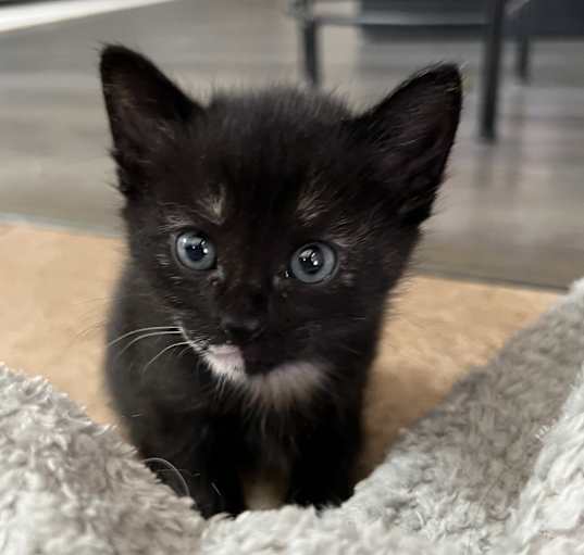 Photo of Shadow