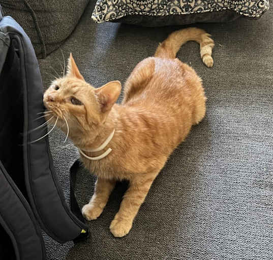 Photo of Joey