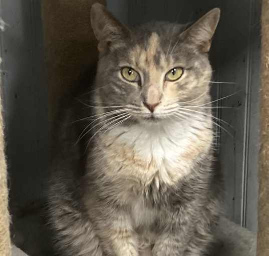 Photo of Juno