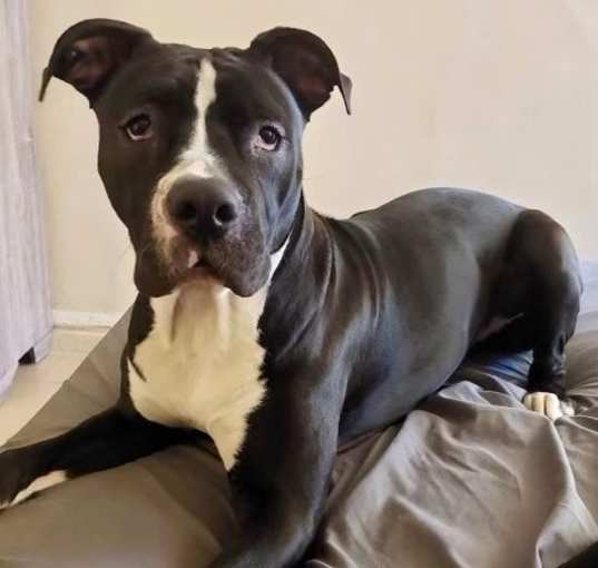 Photo of Sheba