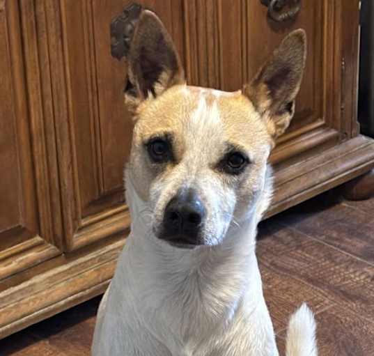 Photo of Whiskey