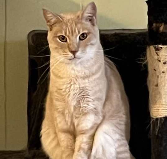 Photo of Cashew