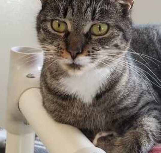 Photo of Lily