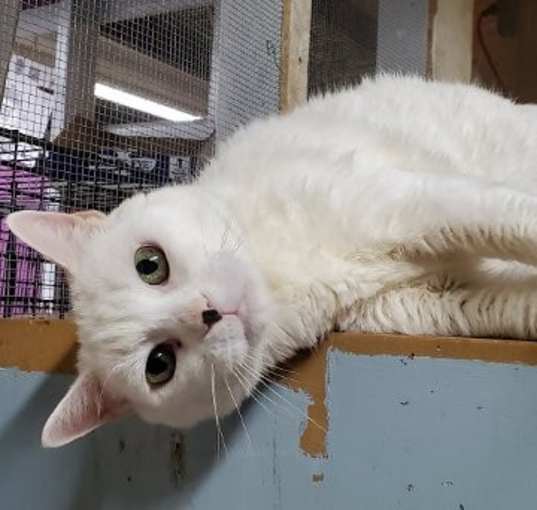 Photo of Tommie Girl (Phoebe)