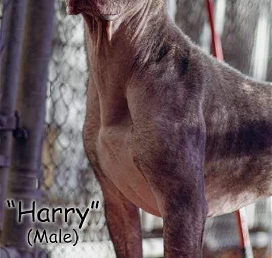 Photo of Harry