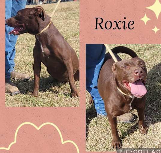 Photo of Roxie