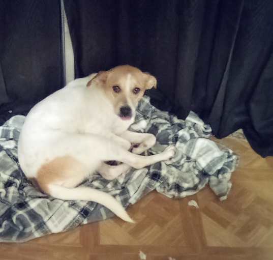 Photo of Coco