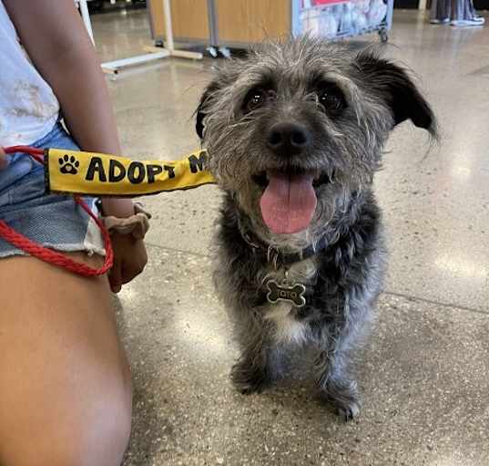 Photo of Toto