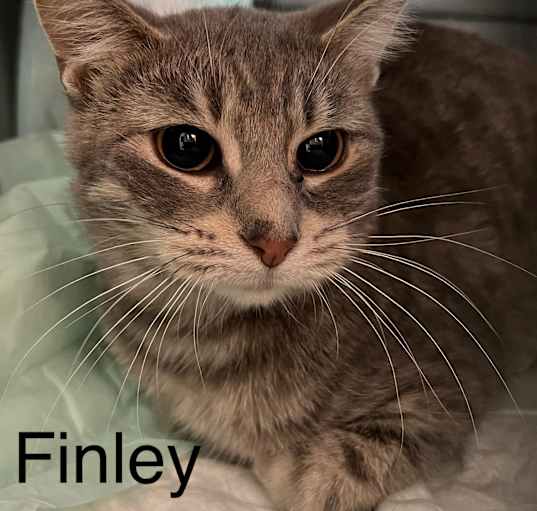 Photo of Finley