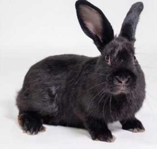Photo of Shadow