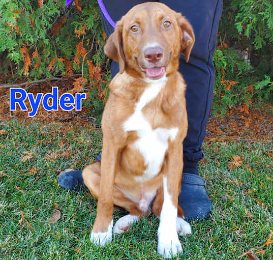 Photo of Ryder