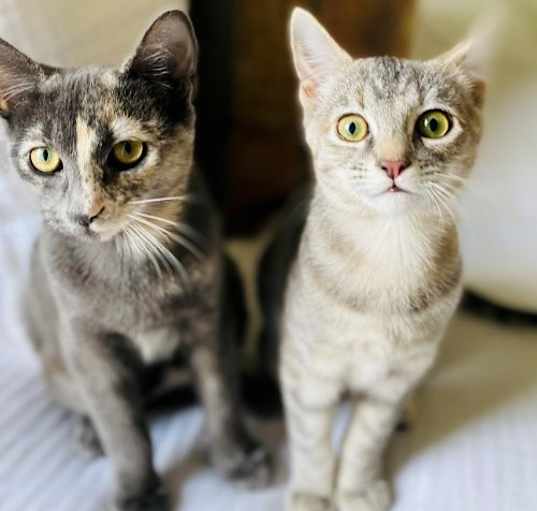 Photo of Bo & Saari - A Bonded Pair
