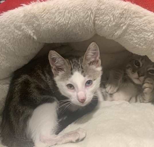 Photo of Bani & Nihli - A BONDED PAIR OF BOYS