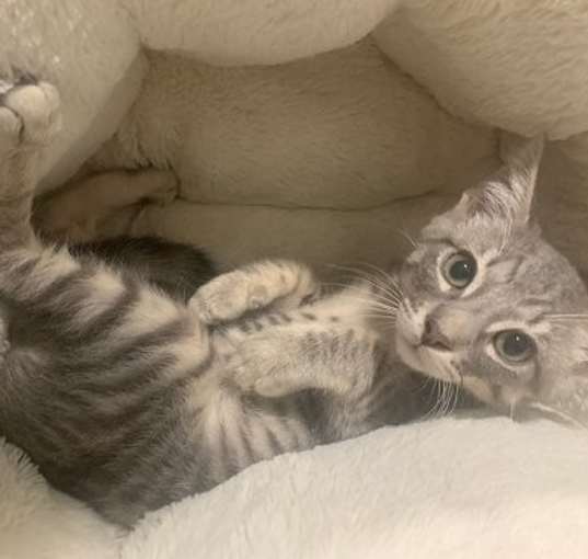 Photo of Bani- Silver Bengal Tabby - BONDED PAIR
