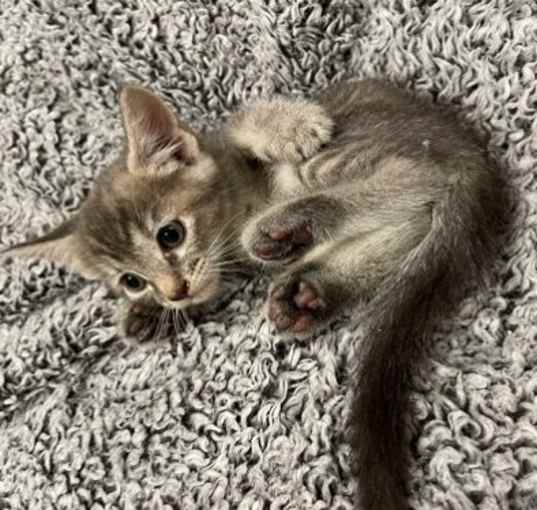 Photo of Boo Adopt Me With My Sister Spooki!