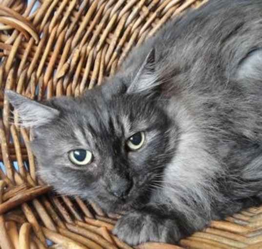 Photo of Piper