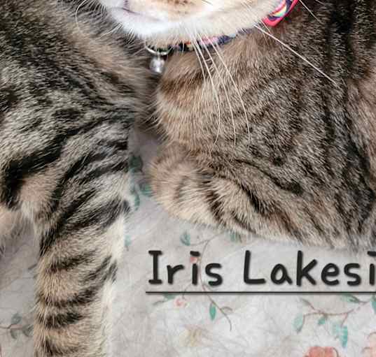 Photo of Iris Lakeside