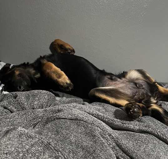 Photo of Gunner