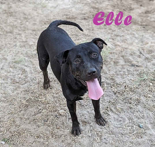 Photo of Elle
