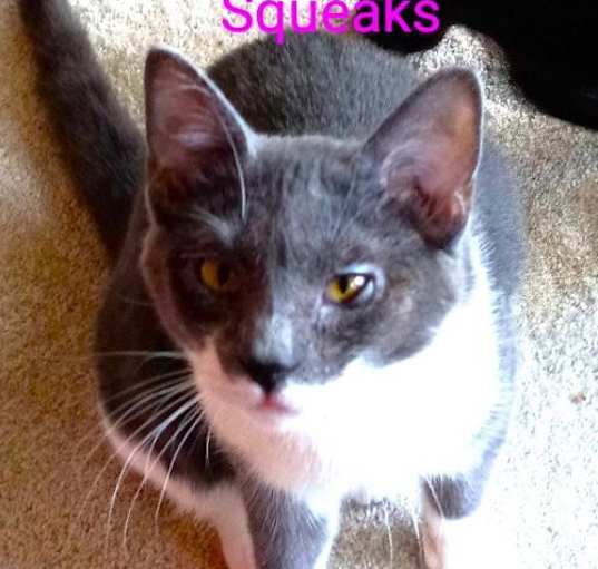 Photo of Squeaks