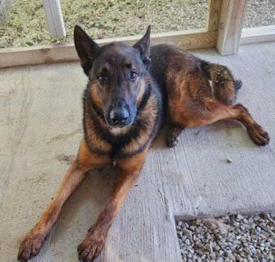 Photo of Opie