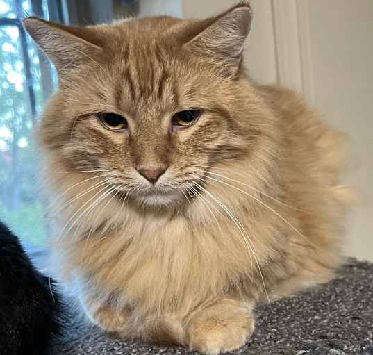 Photo of Shredder