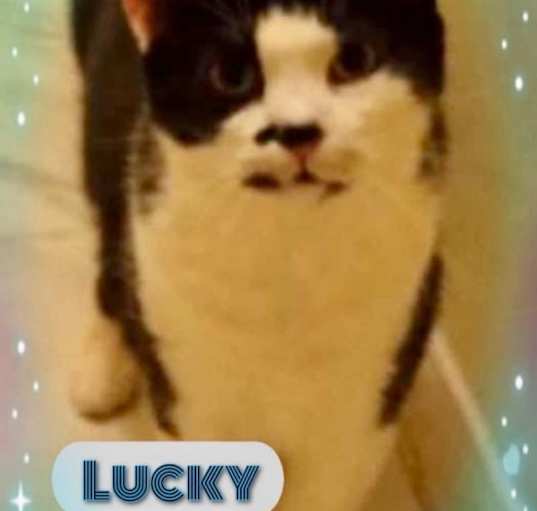 Photo of Lucky