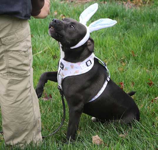 Photo of Maverick